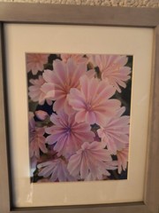 Framed photograph, flowers, 13 x 16 x 1″, lewisia cotyledon, mostly pink