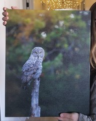 Great Gray Owl 16×20 Canvas Print