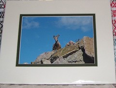 PHOTO ART MOUNTAIN GOAT MT EVANS CO 5X7 MATTED TO 8X10 SIGNED #’D 3/75