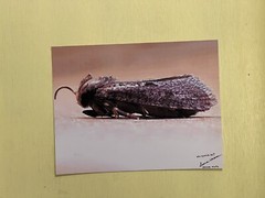 insect wall art photograph- House Moth 8.5×11