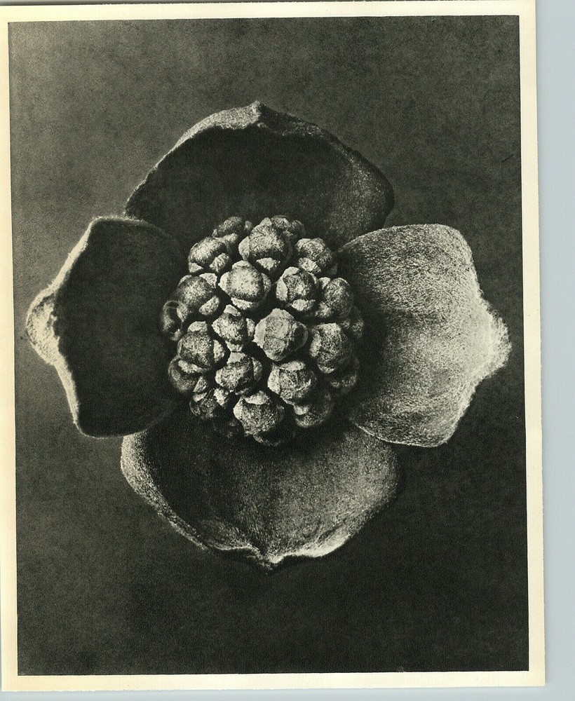 1942 Original BOTANICAL PLANT Flowering dogwood Flower Photo Art KARL BLOSSFELDT