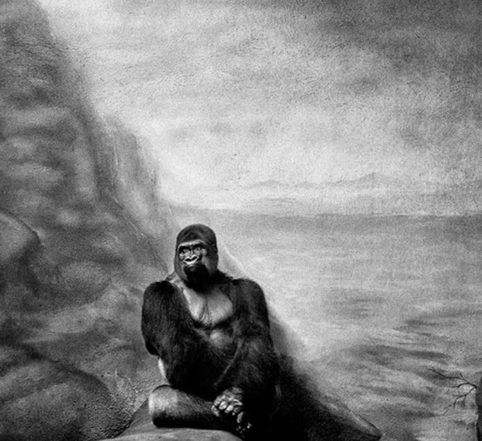 Andrea Alessio Animal Photo Wall Art Gorilla Zoo Framed Print Picture