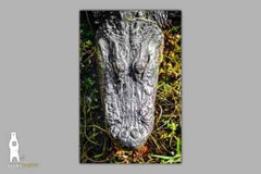 Alligator Photography Prints – Wildlife Fine Art – Sothern Animal Décor