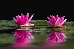 Digital Image Picture Photo Pic Wallpaper Background Two Lotus Flowers Pink 55
