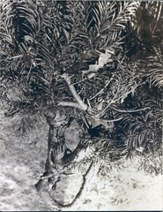 Nature Photograph by Photographer D. Siegel 8×10