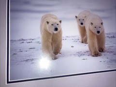 Polar Bear Nature Signed Limited Edition Framed Art Print