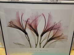 ALSTROMERIA Hellebore 2 STEVEN MEYERS XRAY FLORAL FLOWERS SEE THROUGH Art Print