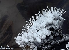 Flowers close up black & white photograph signed matted 11 x 14 inch