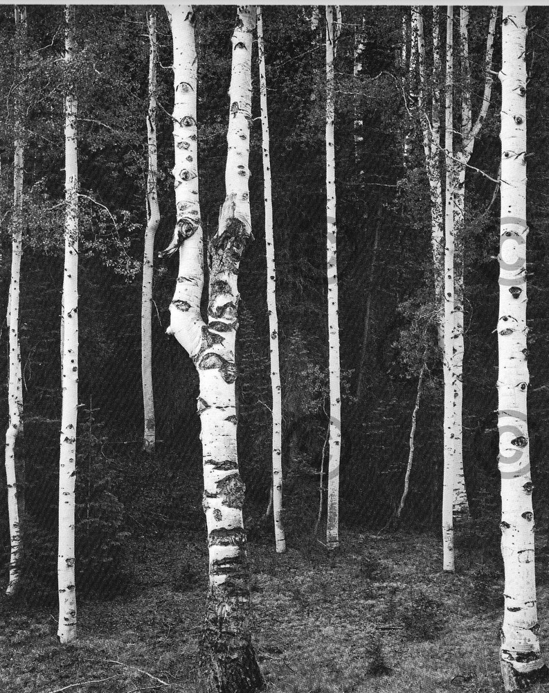 Book Plate Ansel Adams B/W 7.5 X 6″ Aspen grove, North Rim,Grand Canyon AZ 1942