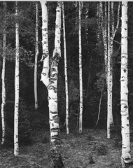 Book Plate Ansel Adams B/W 7.5 X 6″ Aspen grove, North Rim,Grand Canyon AZ 1942