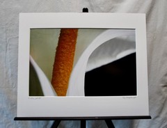 Original Photography Art Print «Calla»
