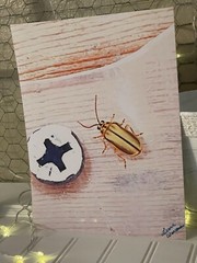 Cucumber Beetle- landscape photography 8.5×11