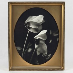 Steven Michael Bogdonas | Original Hand-Printed Flower Photo, 9″ x 11″