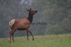 Elk Photo, Pick One Image – Various Sizes