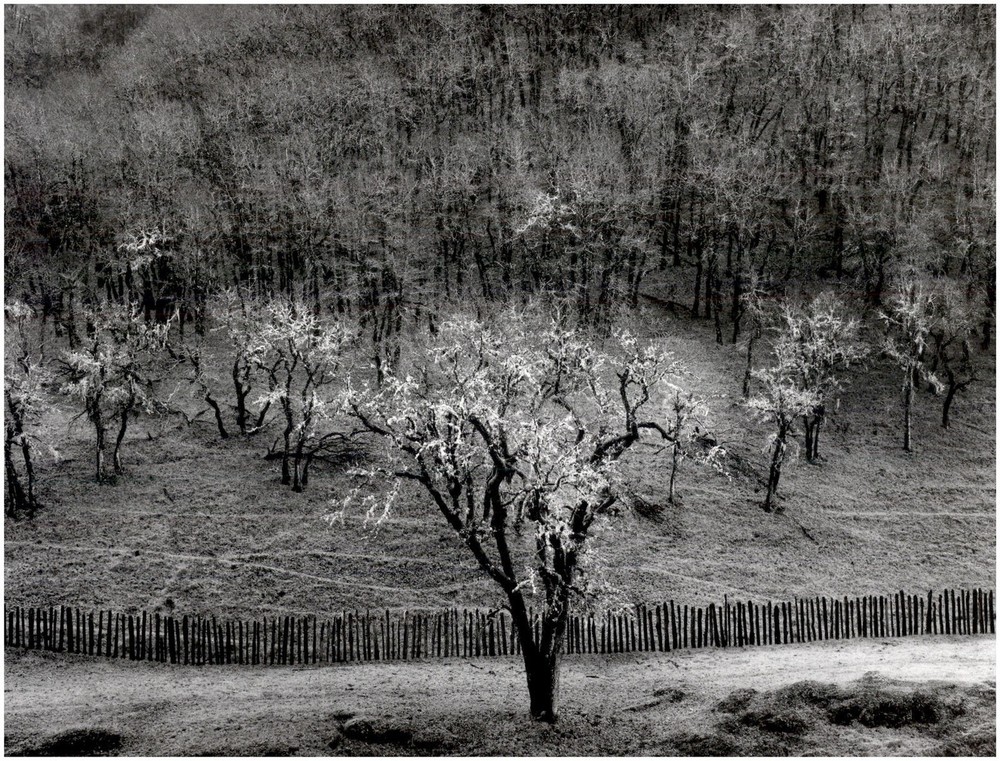 1951 1990s Ansel Adams Oak Tree Sonoma County Hills California Large Art Photo