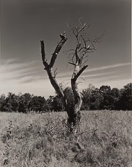 Large Format B&W Photo Old Apple Tree on the High Meadow by Charles Fendrock