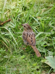 Original ACEO photo fine art print 2.5 x 3.5″ LINCOLN’S SPARROW small brown bird