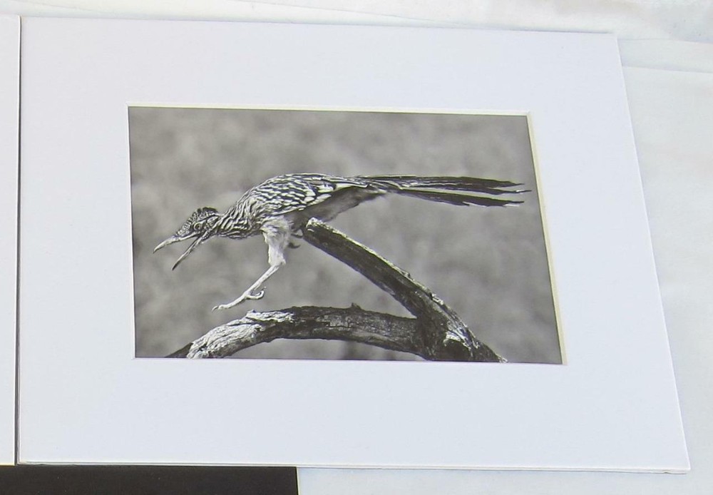 Roadrunner Joshua Tree California 5×7 Photograph by Brian Blackwelder – #44