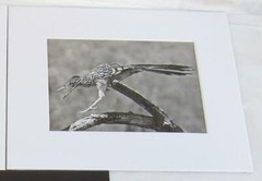 Roadrunner Joshua Tree California 5×7 Photograph by Brian Blackwelder – #44