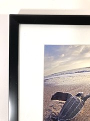 SIGNED Photograph Sea Turtles on Beach Chris Doherty Matted & Framed