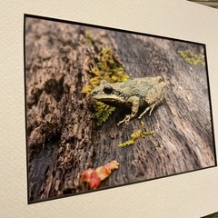 Frog On A Log Art Photograph By WV Photographer Ready To Frame 8×10 Custom Mat