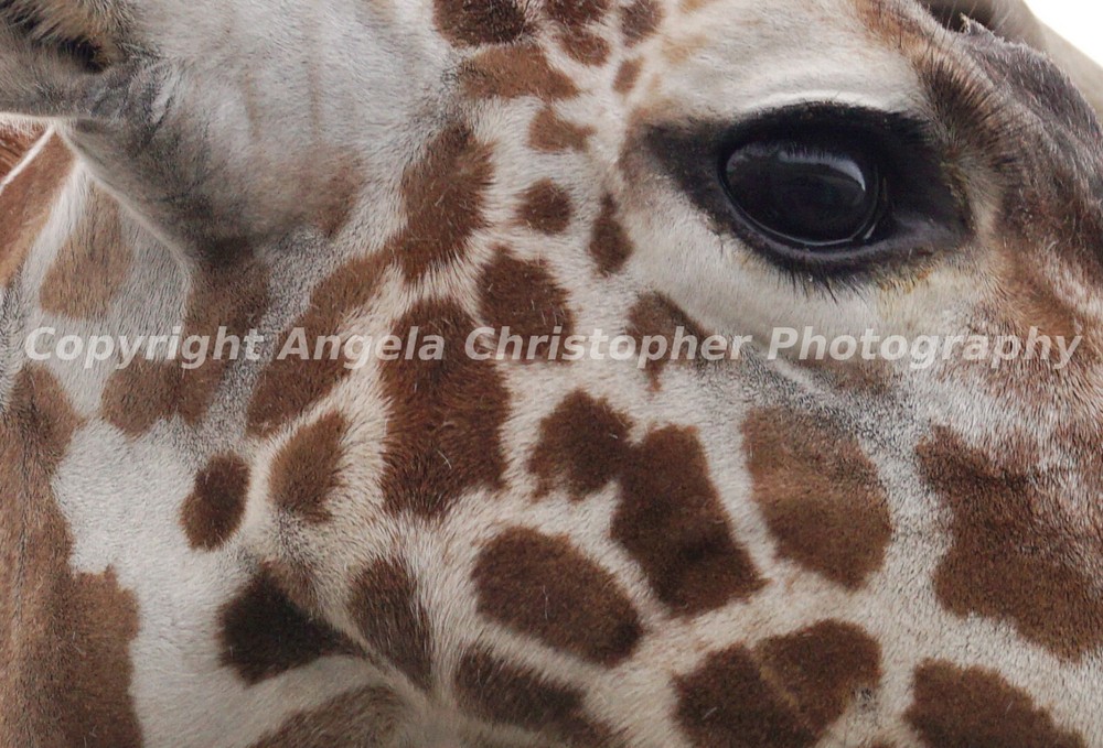 Original 2.5×3.5 in ACEO photo art print EYE OF THE GIRAFFE safari Africa animal