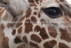 Original 2.5×3.5 in ACEO photo art print EYE OF THE GIRAFFE safari Africa animal