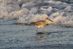 Willet Photo, Pick One Image – Various Sizes
