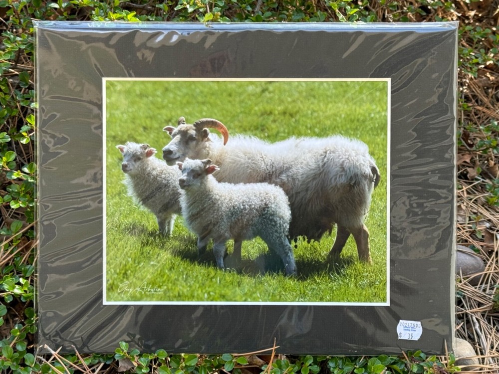 Artist Greg Arbutine 8″x10″ Photograph in 11″x14″ black mat «Icelandic Sheep»