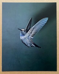 ELIOT PORTER limited edition photograph – FOUR Portfolio (2022)