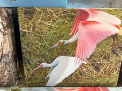Wall Art Printable Image Bird Wildlife Pics Acrylic Canvas Painting Wall Decor