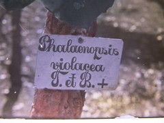 Phalaenopsis Violacea Java Indonesia Circa 1900 Historical Glass Negative