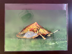 8×12 Tortoise Beetle Metal Wall Art Mid Gloss Macro Wildlife Photography