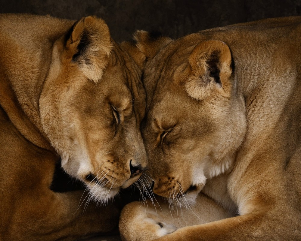 Lion Print, 8×10 Photo, Fine Art Picture, Living Room Bedroom Wall Art
