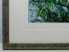 Thomas Mangelsen Le Danseur — Great Egret Framed Photograph