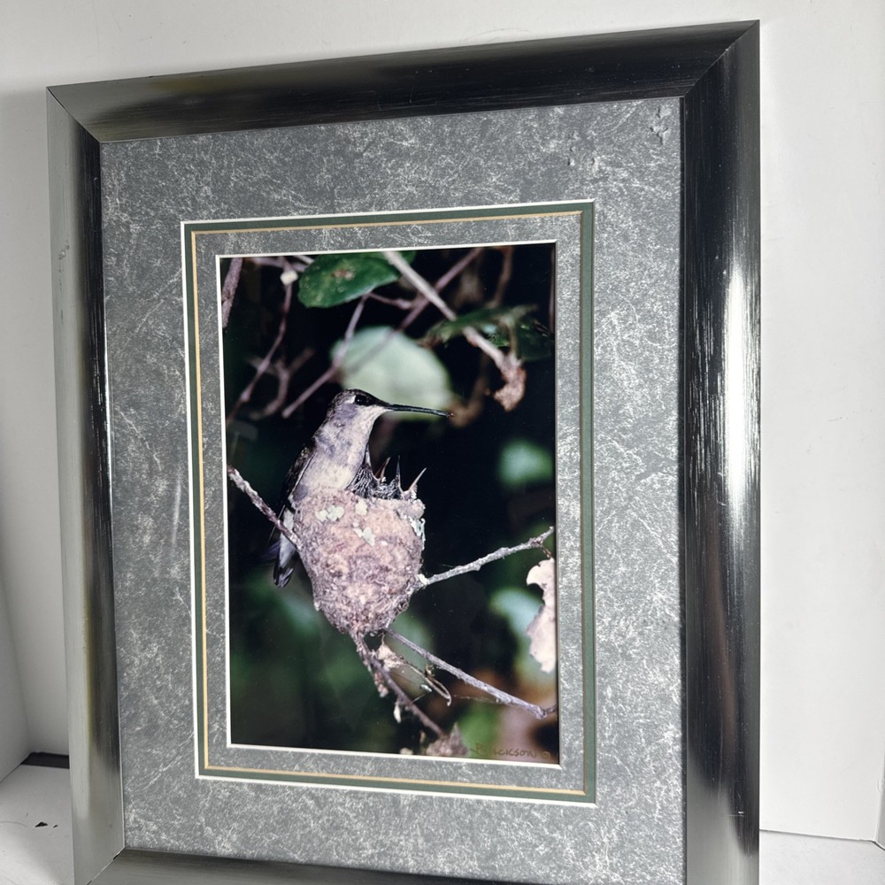 woodpecker metal frame 16 by 13 Photo Signed by R Jackson, Framed & Matted