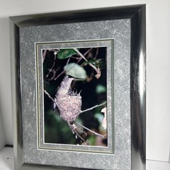 woodpecker metal frame 16 by 13 Photo Signed by R Jackson, Framed & Matted