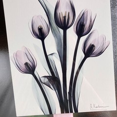 Tulips By Albert Koetsier Artist Signed Radiographic Xray Radio Photography Art