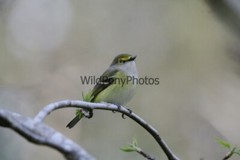 White Eyed Vireo Photo, Pick One Image – Various Sizes