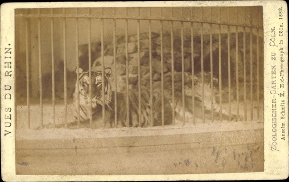 Photo Cologne on the Rhine, Tiger, Zoological Garden, Cage – 10451406