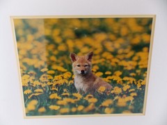 COYOTE PUP MONTANA PHOTOGRAPH BY WARREN MAGILL LIMITED EDITION 20″ X 16″