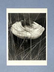 Toadstool & Grasses Art Print Card Photo By Paul Strand Fotofolio 4”x6” Shroom