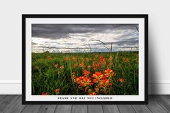 Indian Paintbrush Photography Print: Oklahoma, Wildflowers, Picture, Photo