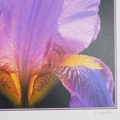 Lone Iris Foam Core Mounted Signed D Carlton Photograph Pacific NW Artist Color