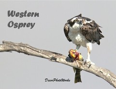 DIGITAL IMAGE ART – WESTERN OSPREY FEEDING – FULL COLOR