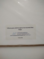 Signed Michael A Peterson Photography Trilliums Flat Mounted Canvas Gatorboard