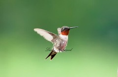 Ruby-throated Hummingbird 8×10 Glossy Photo