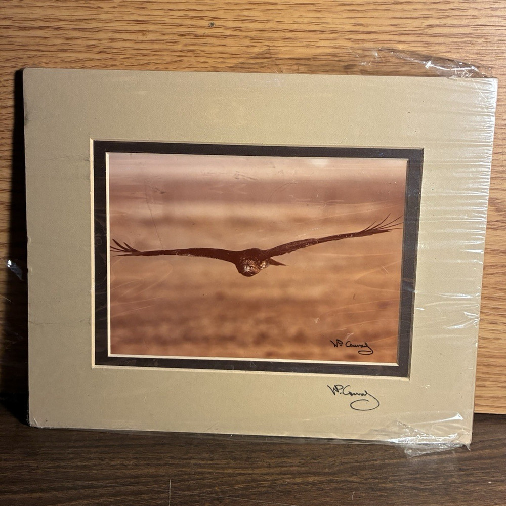 W. Perry Conway “The Eye of the Hunter” Red-Tailed Hawk Matted Wildlife Print