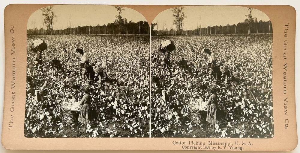 USA United States Cotton Harvest Mississippi 1899 Stereo Photo Vintage P76L5N