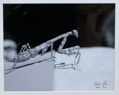 Black and white photograph signed matted 11 x 14 inch Praying Mantis Grasshopper